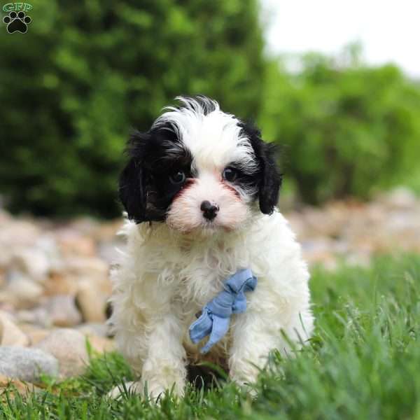 Jackson, Cavapoo Puppy